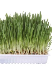 Трава для кошек