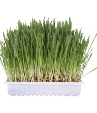 Трава для кошек