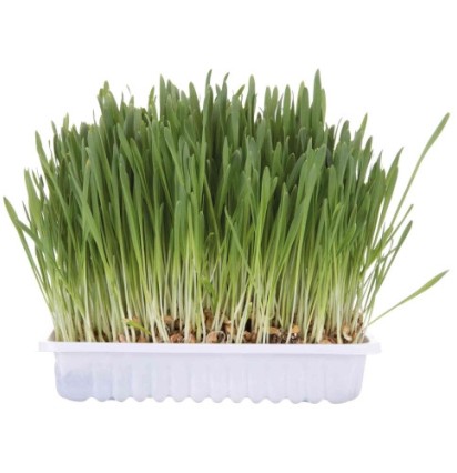 Трава для кошек